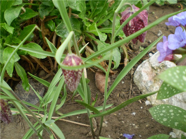 kockavica